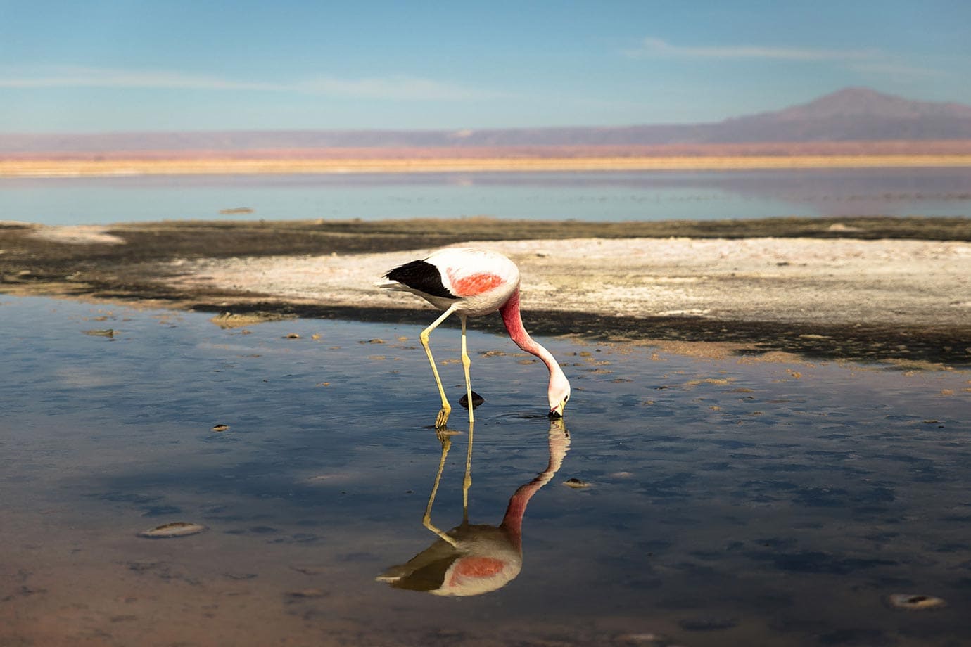智利查萨泻湖的粉红色火烈鸟
