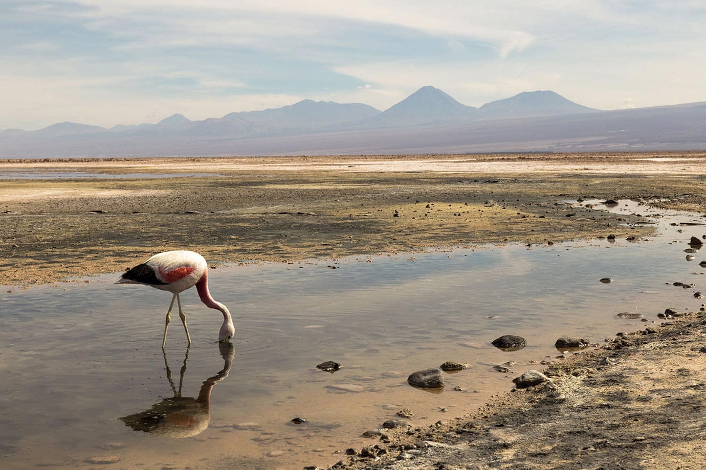 智利查萨泻湖上粉红色火烈鸟的镜像