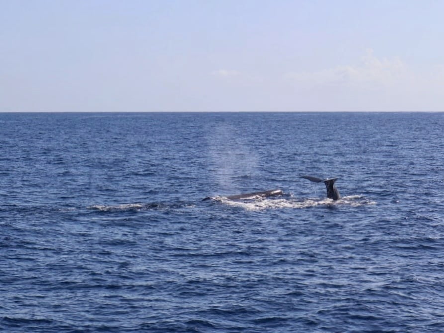 在多米尼加看鲸鱼