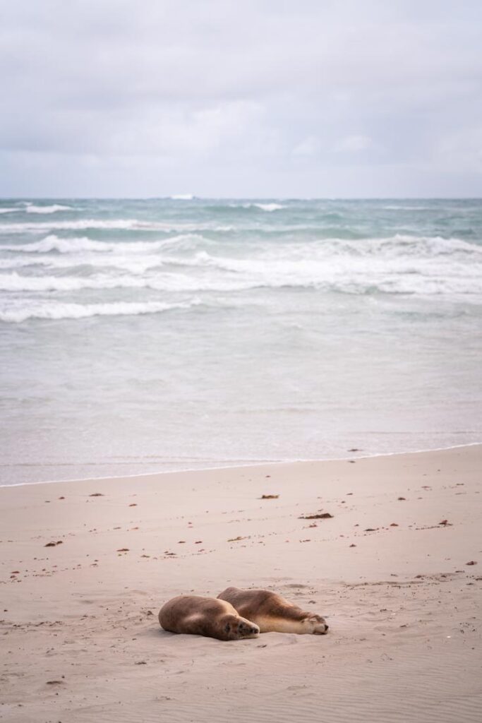 澳大利亚海狮